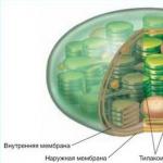 Хлоропласт - это зеленая органелла клетки